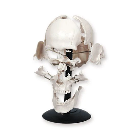 Human Skull Model (16 Parts) 11117-2