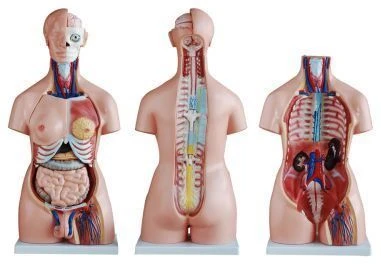 نموذج torso البشري (يونيكس) 85 سم، 40 جزء، T1004