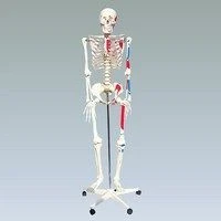 Anatomical Skeleton Model with Muscles (168 cm) 11302-1