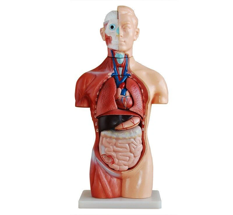 Male Torso Model 42cm (13 Parts) T1006M