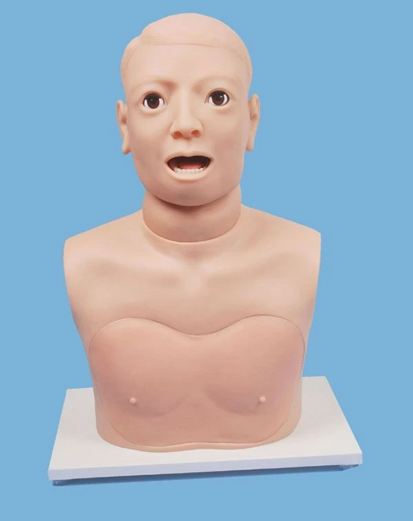 نموذج الحنجرة البشرية للدراسات التعليمية، CS6276