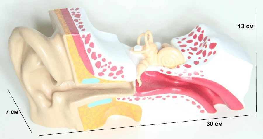Ear Anatomy Model, ROST-17201-3