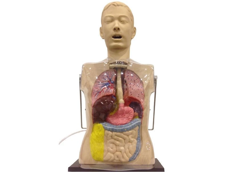 Transparent Stomach Washing Simulator Model A1