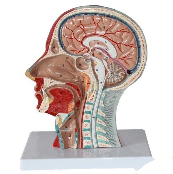 Human Brain Anatomy Model with Sagittal Section, 18202
