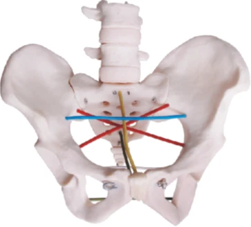 نموذج قياس حوض المرأة، رقم فني F24