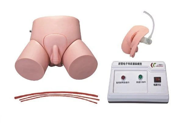 Male and Female Bladder Catheterization Trainer with Controller, Model D