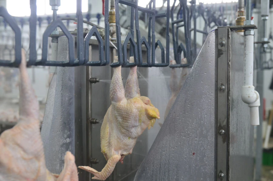 Carcass Washing Machine for Hygiene and Safety