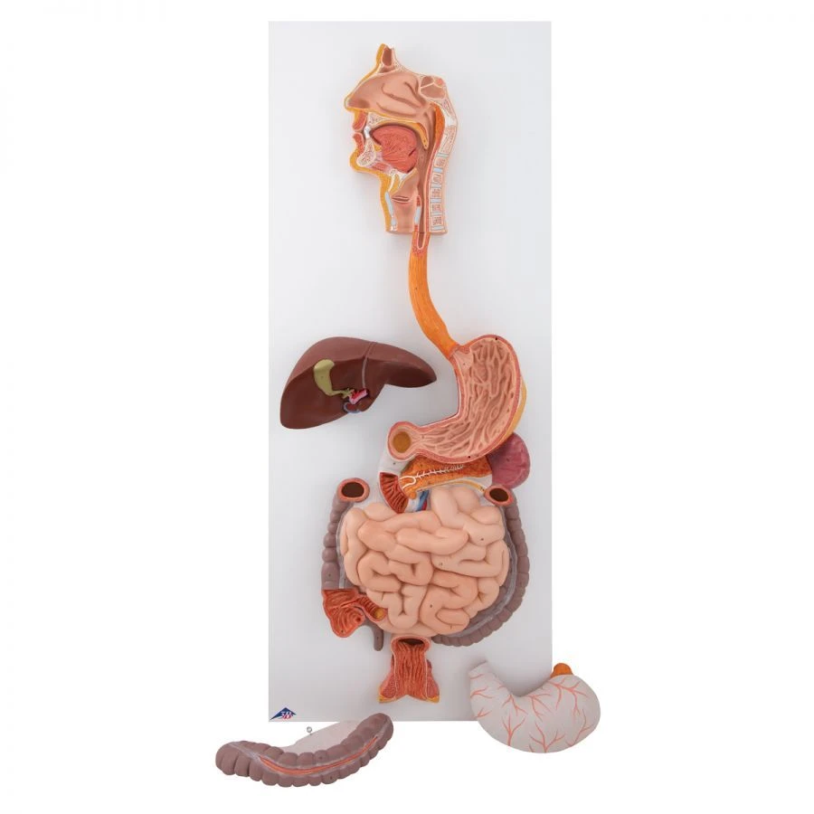 Human Digestive System Model, 12001