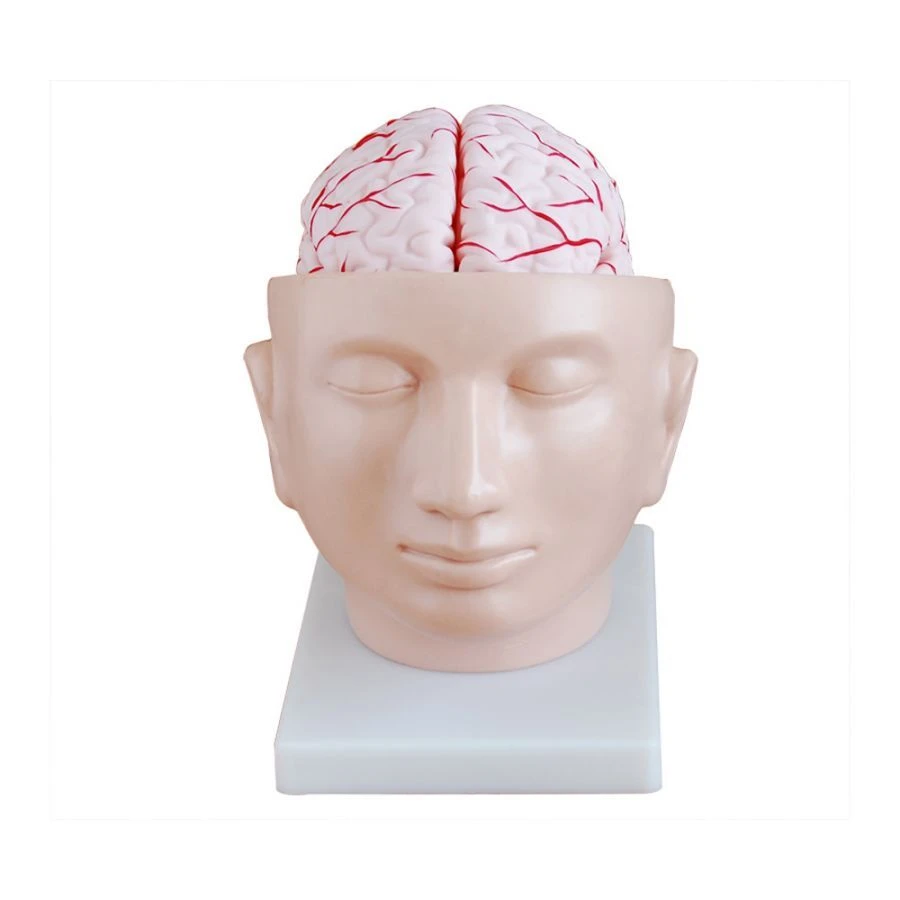 نموذج الدماغ البشري مع الشرايين لفحص قاعدة الجمجمة، 18219
