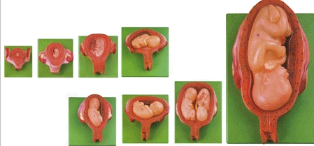 Embryonic Development Stages Model, 42005