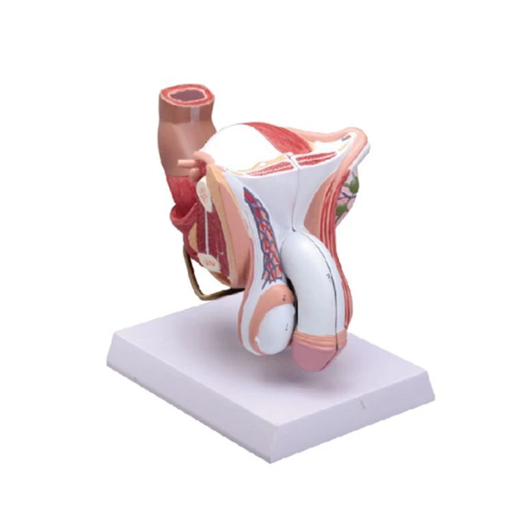 نموذج الأعضاء التناسلية الذكرية، D5