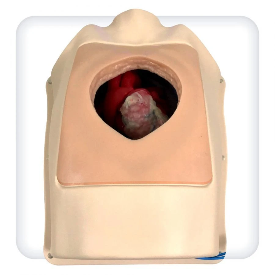 Chest Model M1143 for Cardiothoracic Surgery Skills Training
