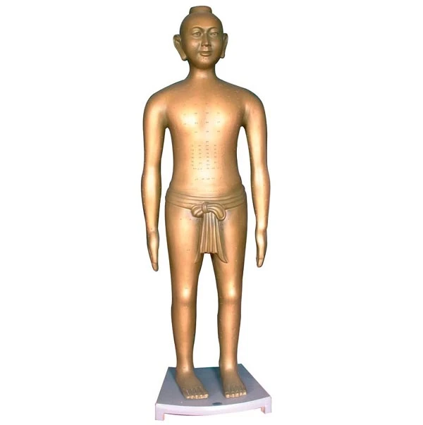 Human Figure Model for Acupuncture Study (166 cm), 41033
