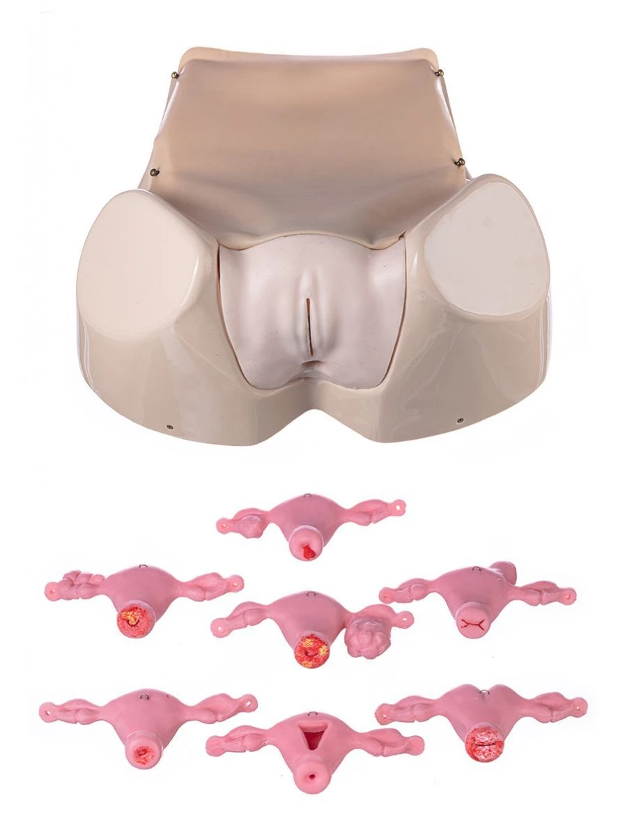 Advanced Gynecological Phantom ZK-26R