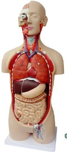 Anatomical Model of the Human Body with Internal Organs (85 cm) 11301-2