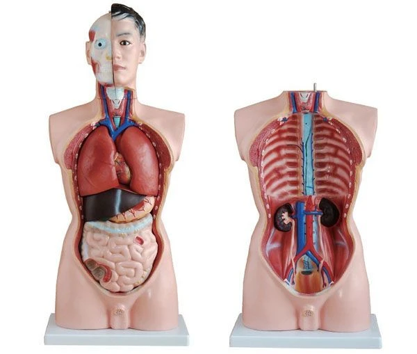 Male Human Torso Model, 10002
