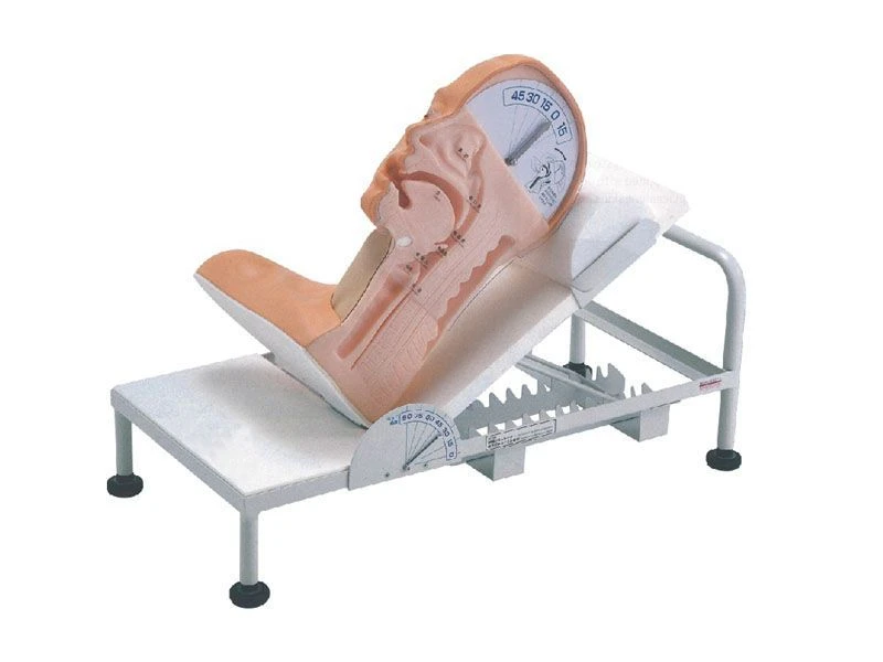 Head Position Demonstration Model 85