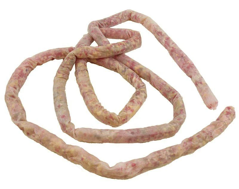 Intestinal Model for Educational Purposes, Model 12005