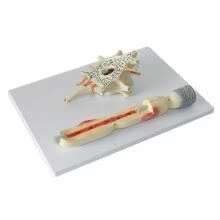 Enlarged Human Brain Neuron Model 18001