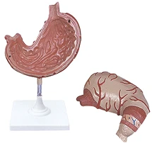 Anatomical Stomach Model - Art. 12002-1