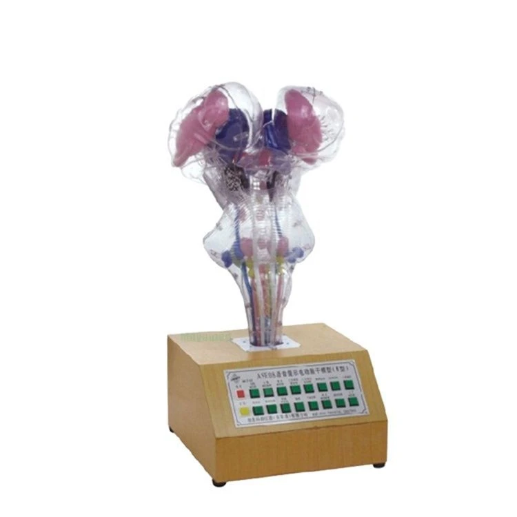Brain Stem Electronic Model for Educational Purposes, 18223