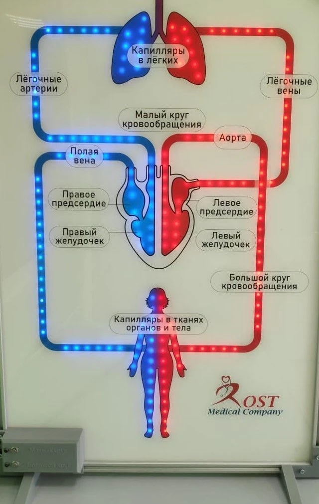 نموذج الدورة الدموية الكبير والصغير، ROST-Stand-1