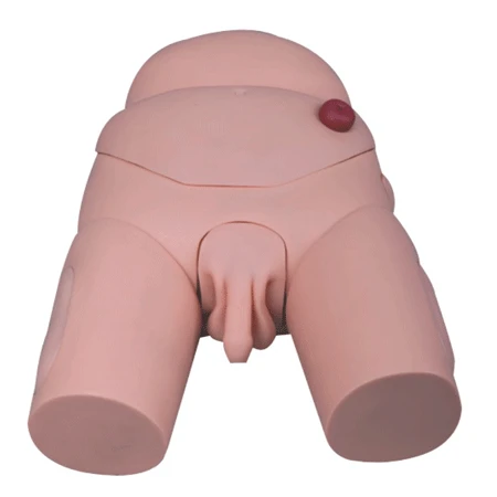 Male Bladder Catheterization Model, D3