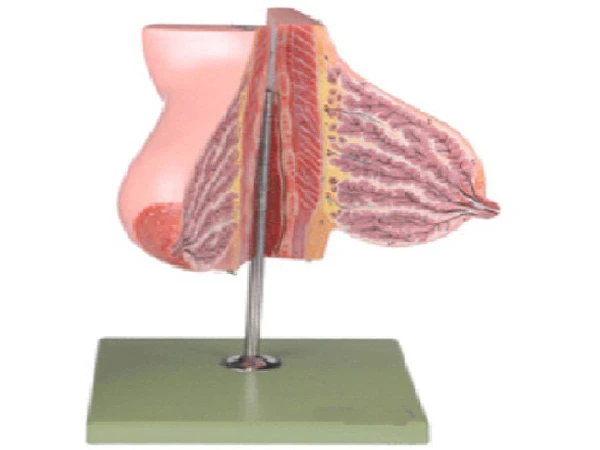 Lactating Breast Model for Educational Purposes - Model 15111