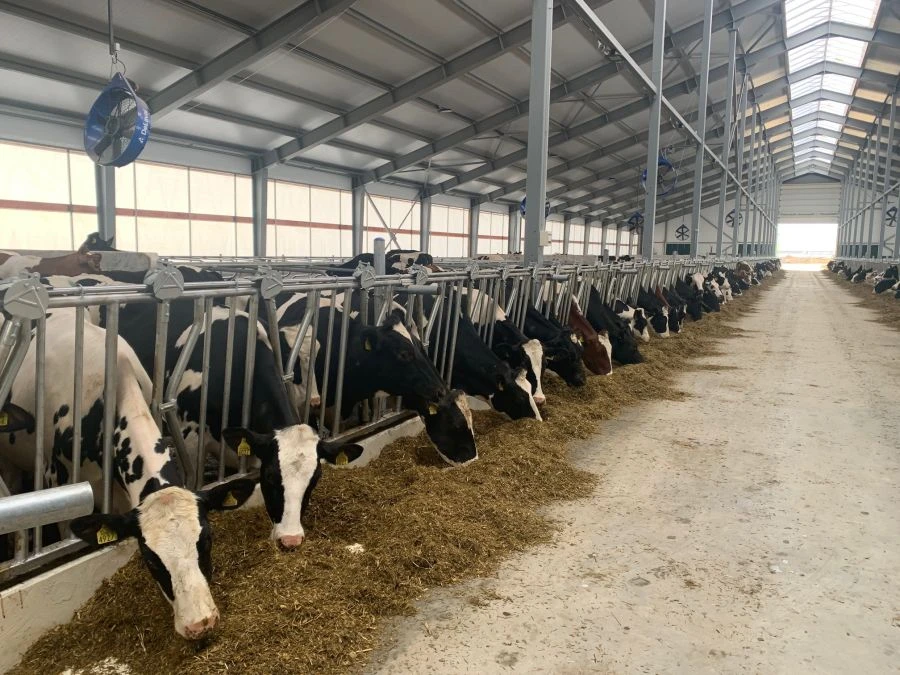 Feed Table Animal Restraint - Head-Lock