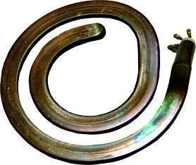 Electric Heater TЕH-145-1.0