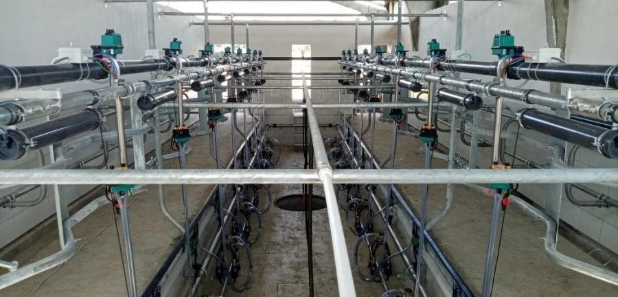 Milking System (Salle) "Yelочка" - SCR Technology