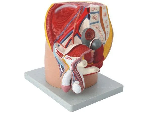 Male Pelvis Median Model, 15101