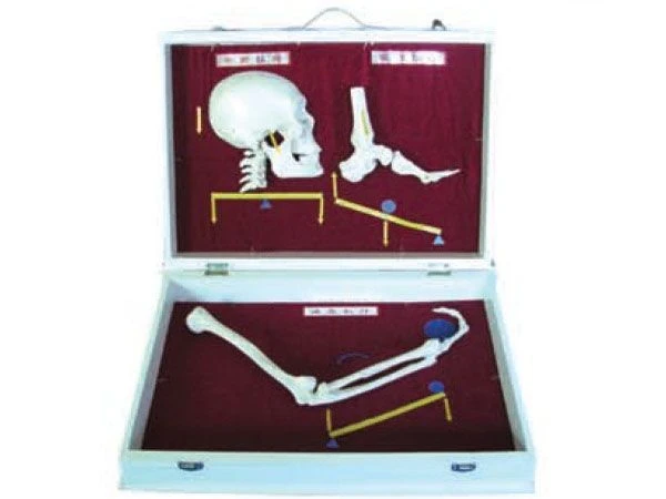 نموذج تصنيف مفاصل عظام الإنسان، 11211