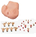 Advanced Gynecological Examination Simulator F35