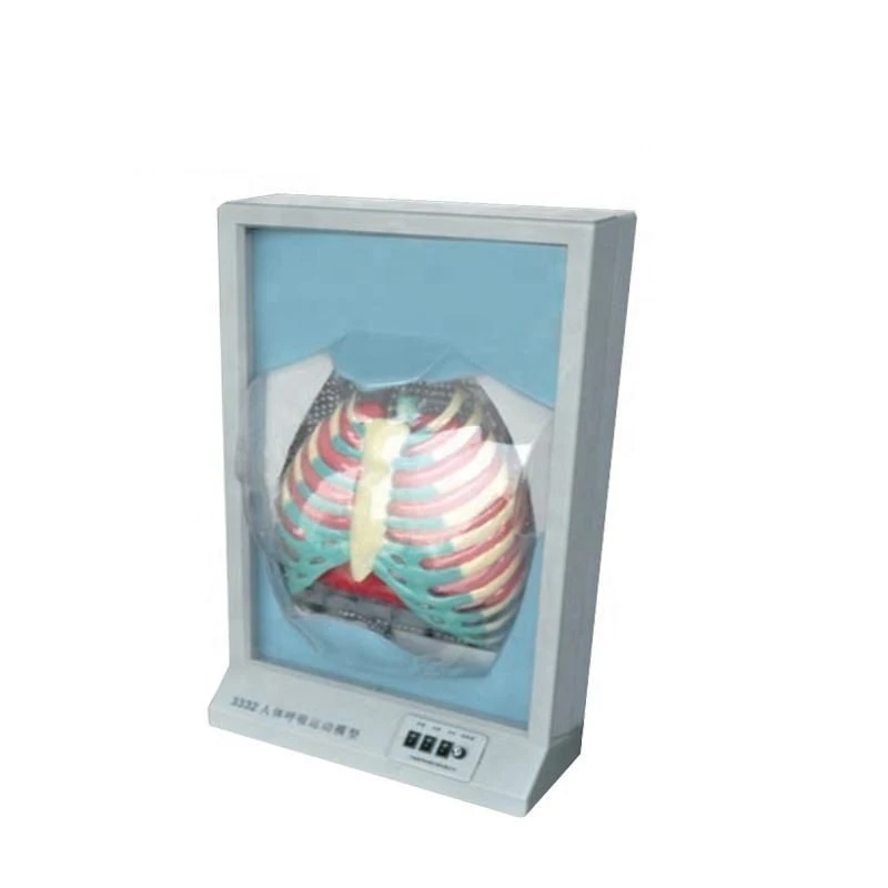 Human Respiratory System Model 13015