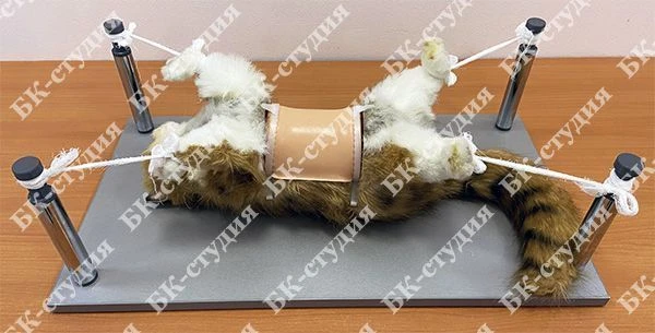 جهاز محاكاة تدريب مهارات جراحة البيطرة