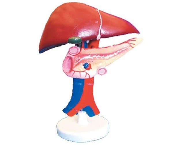 Liver, Pancreas, and Duodenum Model - 12004-1