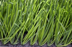 Artificial Grass Covering Grass 60/12