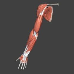 Anatomical Model of Upper Limb Muscles, 11305-2