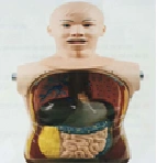 Nasogastric and Tracheal Intubation Training Model 81