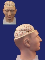 Human Head Model with Brain and Neck 18109-3