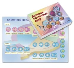 Dynamic Magnetic Poster "Cell Cycle: Cell Nucleus Division" with Card Set
