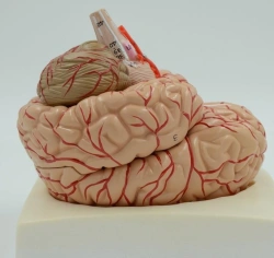 Realistic Human Brain Model with Arteries and Nerves, 9 Parts PP1001A