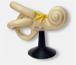 Enlarged Model of the Bony Labyrinth of the Inner Ear, 17205
