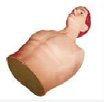 Cardiac Puncture Training Model for Intracardiac Injections CK817/CS6234