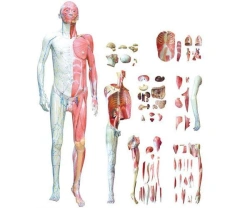 Human Body Anatomy Model with Internal Organs - 10001-1
