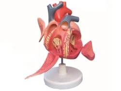 Heart Conduction System Model, 16014