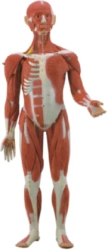 Anatomical Human Body Model with Internal Organs 178 cm, Art. 11301-1