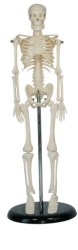 Human Skeleton Model 45cm with Stand, SK1103