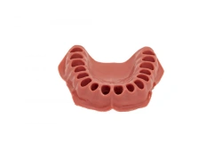 Standard Lower Jaw Gum for Dental Models, 28 Teeth PD-DN M28